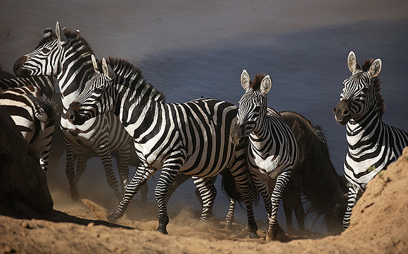 Masaï Mara : waiting to cross the Mara river