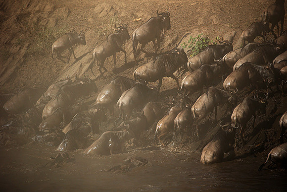 Masaï Mara - crossing the river