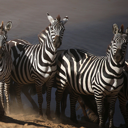 Masaï Mara : waiting to cross the Mara river