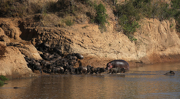 Masaï Mara - crossing the river