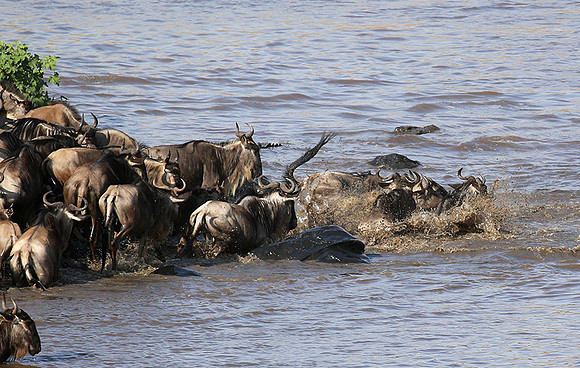 Masaï Mara : crossing the Mara river
