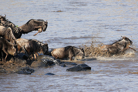 Masaï Mara - crossing the river