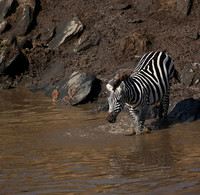 Masaï Mara - crossing the river