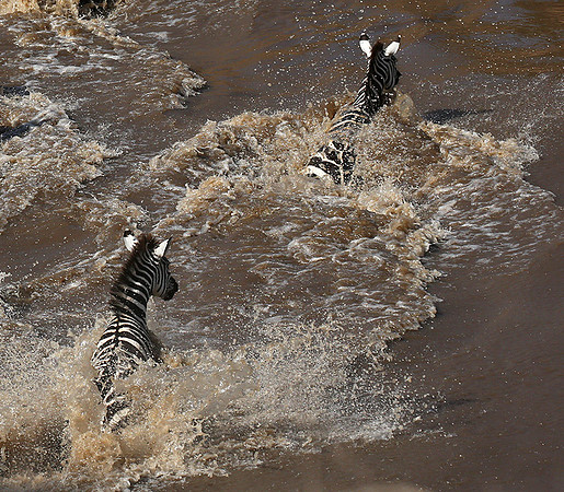 Masaï Mara : crossing the Mara river