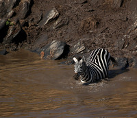 Masaï Mara - crossing the river