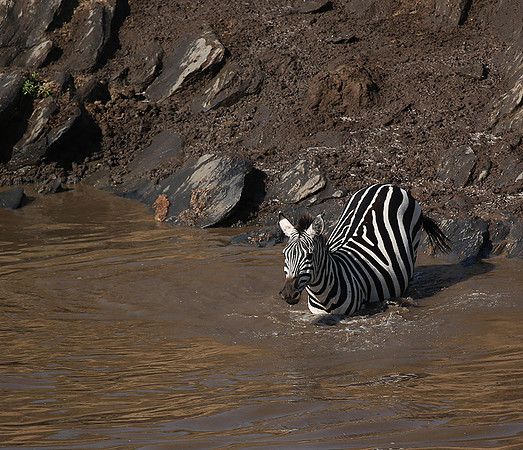 Masaï Mara - crossing the river
