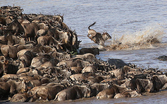 Masaï Mara - crossing the river