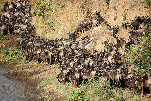 Masaï Mara - crossing the river