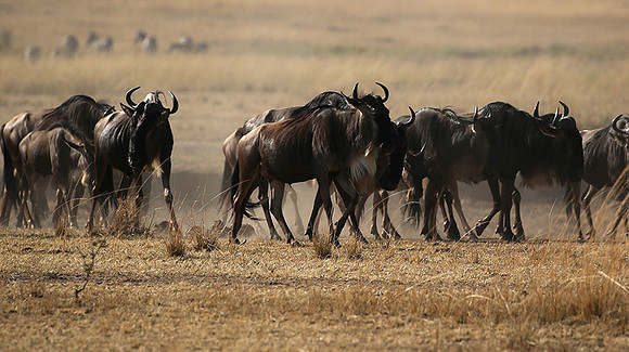 Gathering before crossing the river
