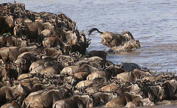 Masaï Mara - crossing the river