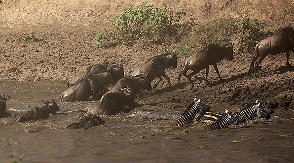 Masaï Mara - crossing the river