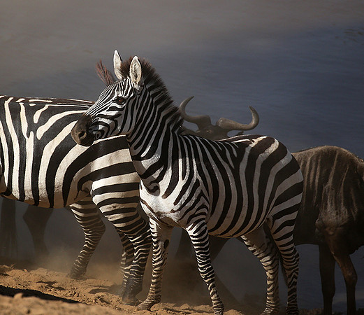 Masaï Mara : waiting to cross the Mara river