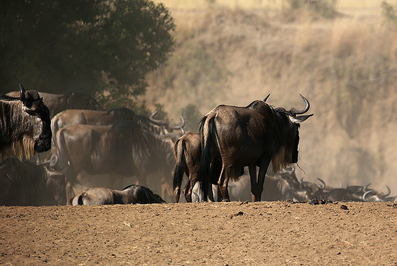 Gathering before crossing the river
