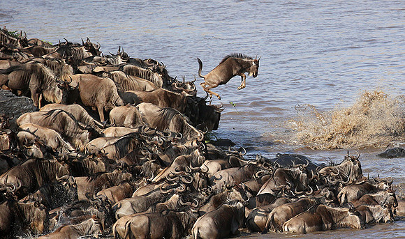 Masaï Mara - crossing the river