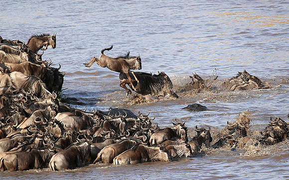 Masaï Mara : crossing the Mara river