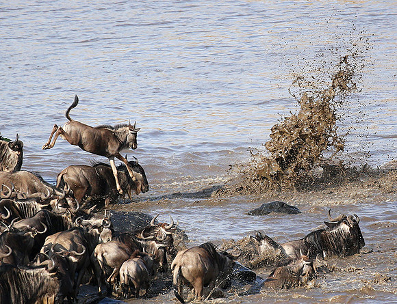 Masaï Mara - crossing the river