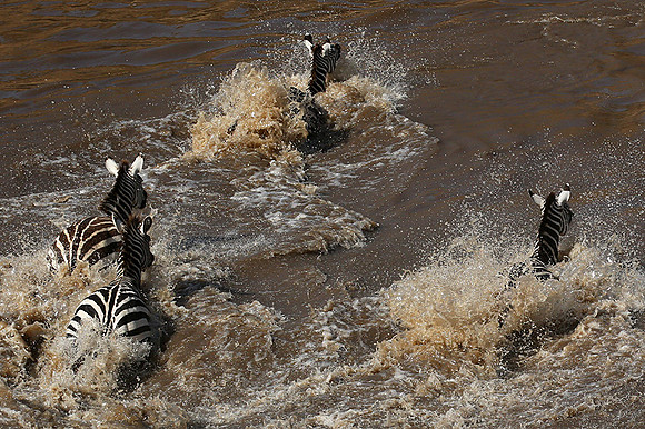 Masaï Mara : crossing the Mara river