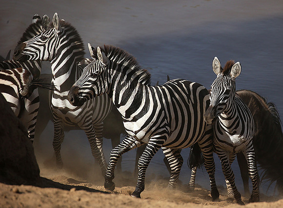 Masaï Mara : waiting to cross the Mara river