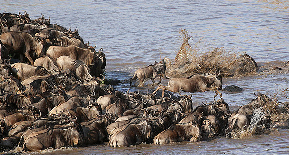Masaï Mara - crossing the river
