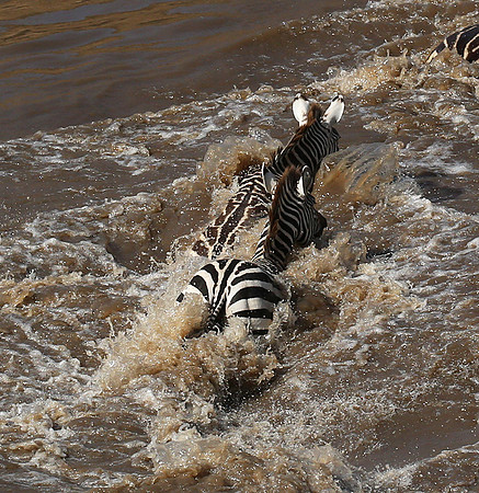 Masaï Mara : crossing the Mara river