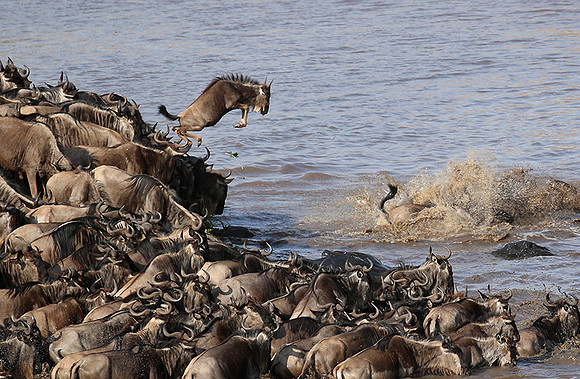 Masaï Mara - crossing the river