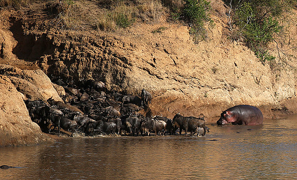 Masaï Mara - crossing the river