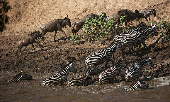 Masaï Mara - crossing the river