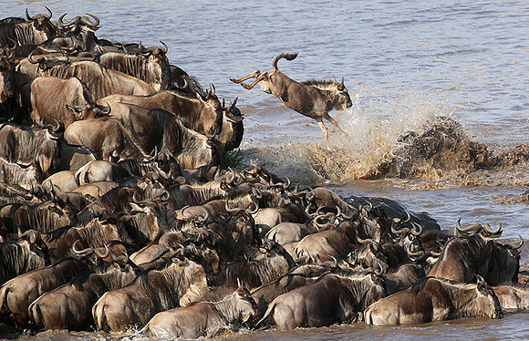 Masaï Mara - crossing the river