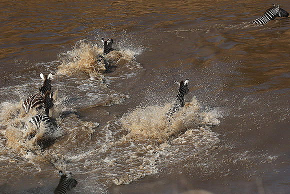 Masaï Mara : crossing the Mara river
