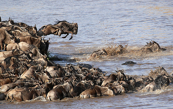 Masaï Mara : crossing the Mara river