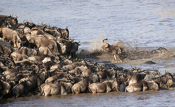 Masaï Mara - crossing the river