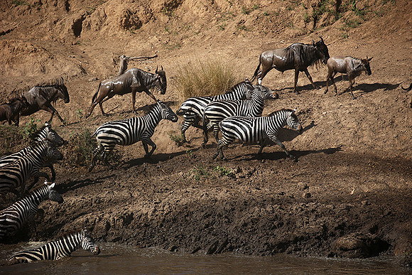 Masaï Mara - crossing the river