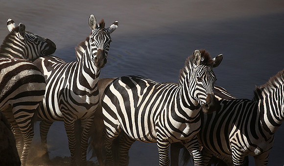 Masaï Mara : waiting to cross the Mara river