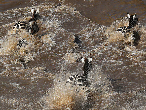 Masaï Mara : crossing the Mara river