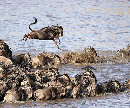 Masaï Mara - crossing the river