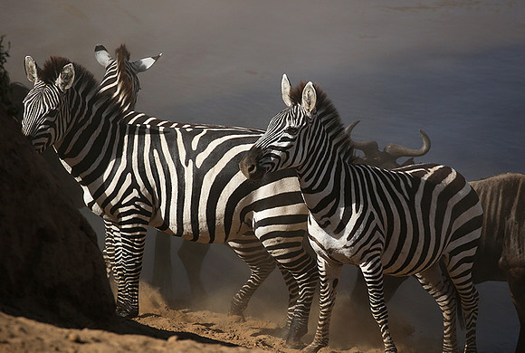 Masaï Mara : waiting to cross the Mara river