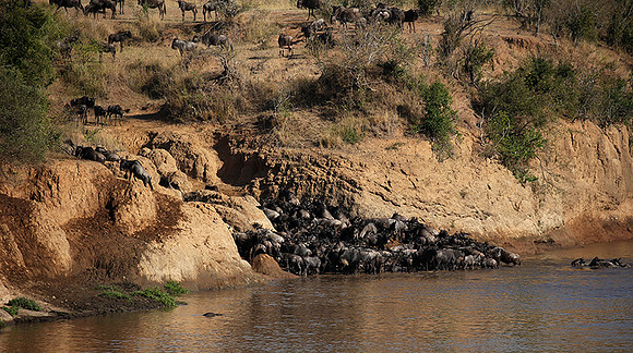 Masaï Mara - crossing the river