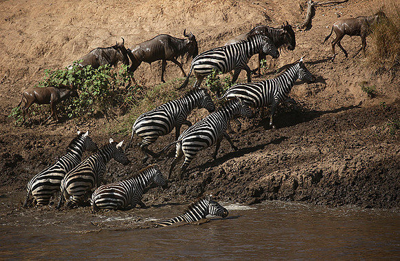 Masaï Mara - crossing the river