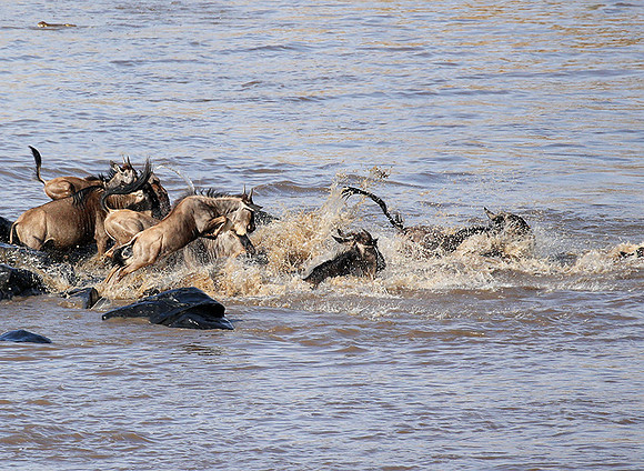 Masaï Mara - crossing the river
