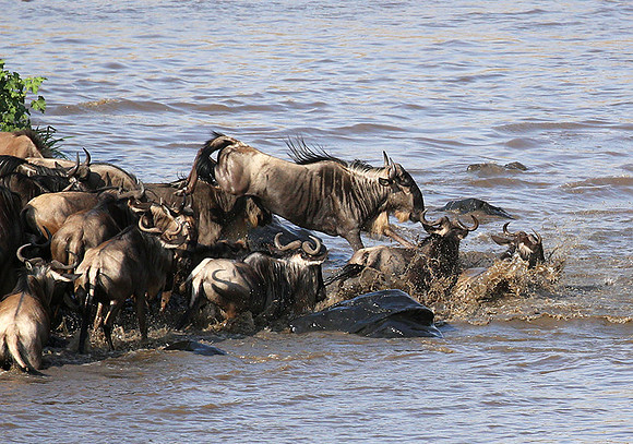 Masaï Mara : crossing the Mara river