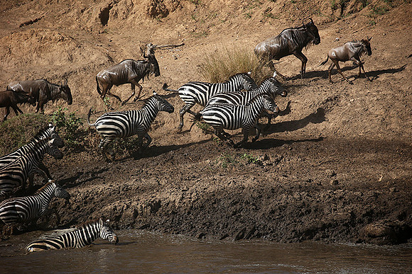 Masaï Mara - crossing the river