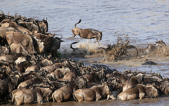 Masaï Mara - crossing the river