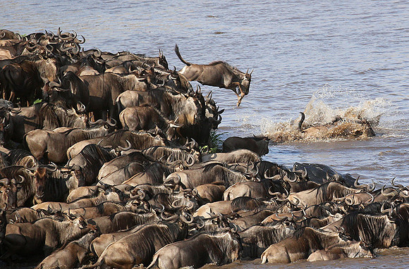 Masaï Mara - crossing the river