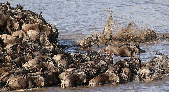 Masaï Mara - crossing the river