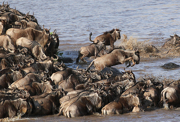 Masaï Mara - crossing the river