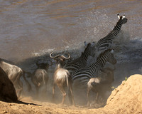 Masaï Mara - crossing the river