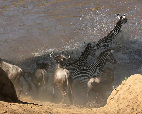 Masaï Mara - crossing the river
