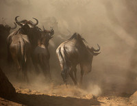 Wildebeests migration