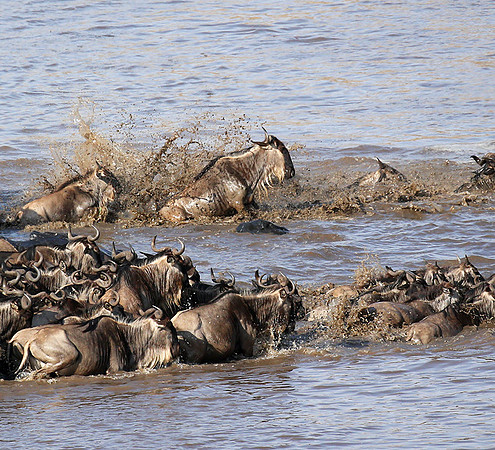Masaï Mara - crossing the river