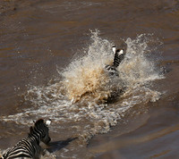 Masaï Mara - crossing the river